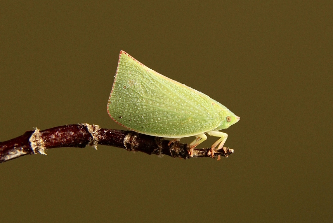 Torpedo bug - Siphanta acuta  Australia,Eamw planthoppers,Geotagged,Siphanta acuta,Summer,Torpedo bug