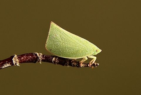 Torpedo bug - Siphanta acuta  Australia,Eamw planthoppers,Geotagged,Siphanta acuta,Summer,Torpedo bug