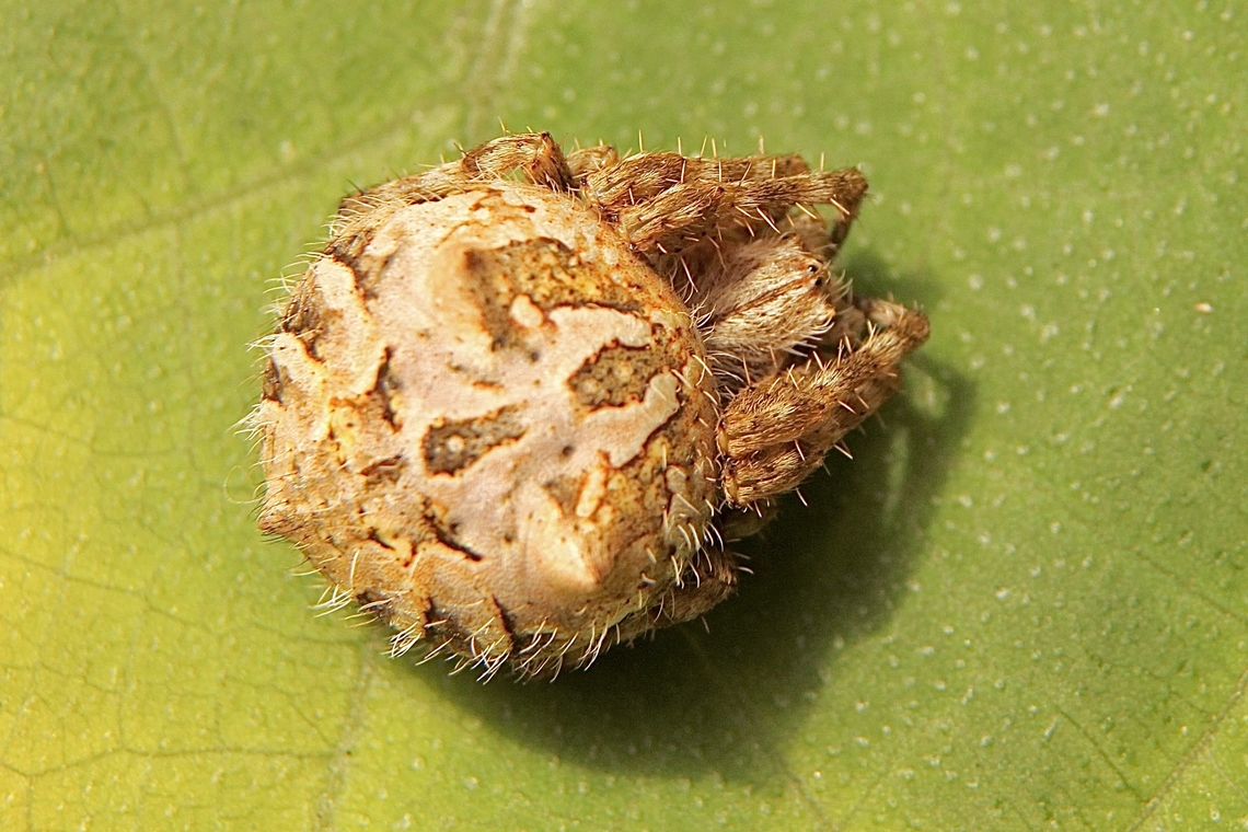 Heroic orb-weaver, Genus - Backobourkia heroine  Australia,Eamw spiders,Geotagged,Summer