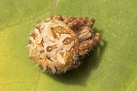 Heroic orb-weaver, Genus - Backobourkia heroine  Australia,Eamw spiders,Geotagged,Summer