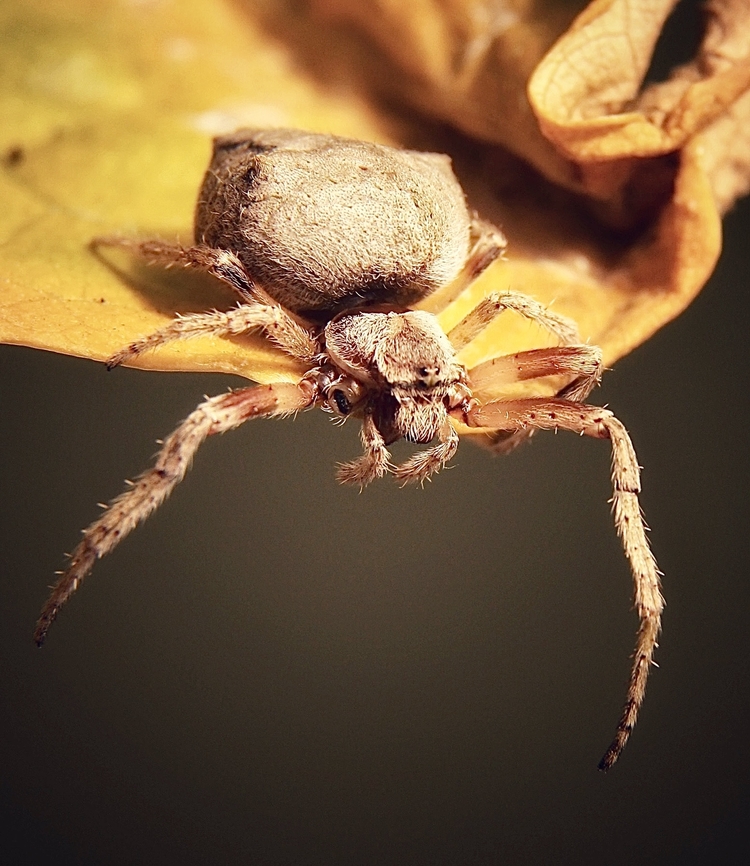 Knobbled Orbweaver - Eriophora pustulosa Not a 100% sure about identification. Australia,Eamw spiders,Eamw spiders Orbweavers,Eriophora pustulosa,Geotagged,Knobbled Orbweaver,Summer
