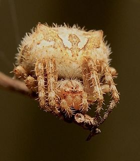 Heroic orb-weaver - Backobourkia heroine . Very confusing to identify the Orbweaver spiders. Australia,Backobourkia heroine,Eamw spiders,Eamw spiders Orbweavers,Geotagged,Heroic Orb-Weaver,Summer