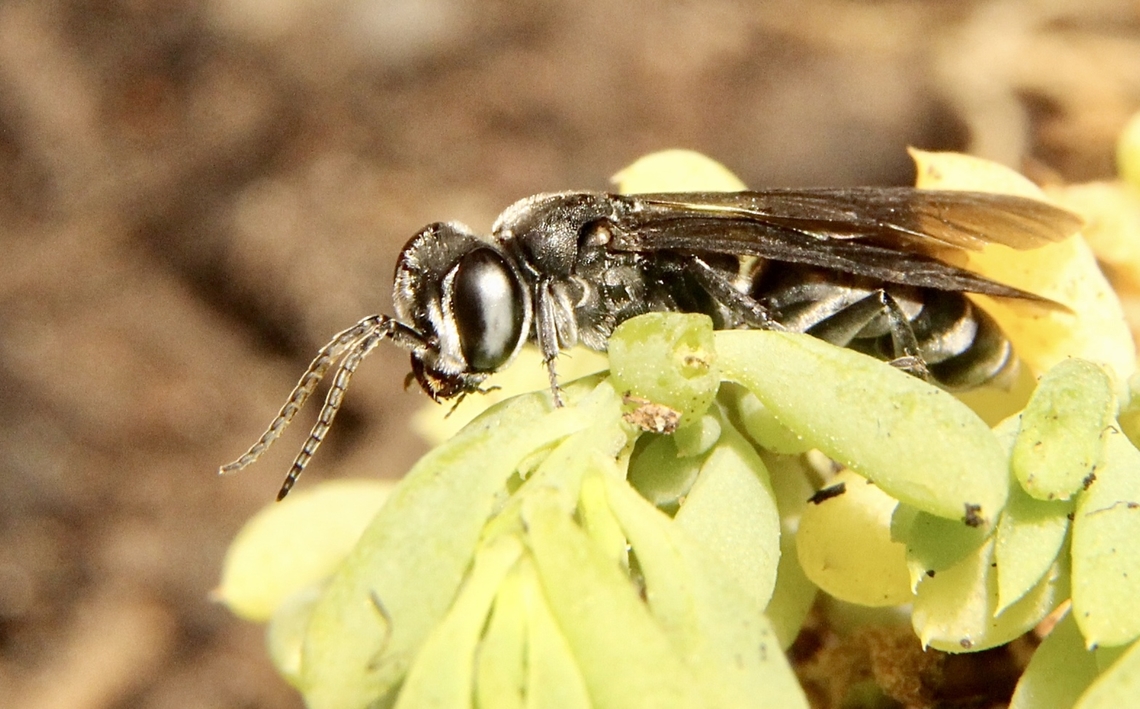 Apoid wasp species unidentified.  Australia,Geotagged,Summer,eamw wasp
