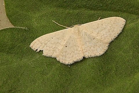 Scopula liotis  Australia,Eamw moth,Geotagged,Scopula ew,Scopula liotis,Summer