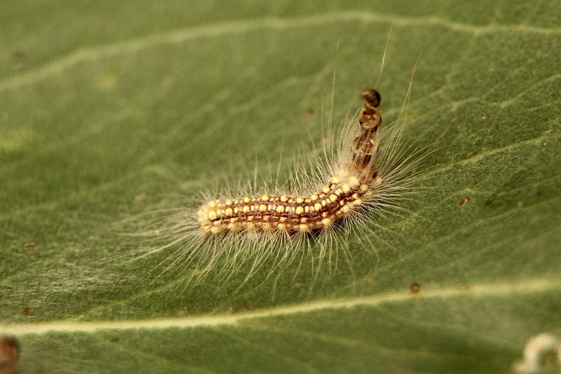 Gum-leaf skeletoniser - Uraba lugens  Australia,Eamw moth,Geotagged,Summer,Uraba ew,Uraba lugens