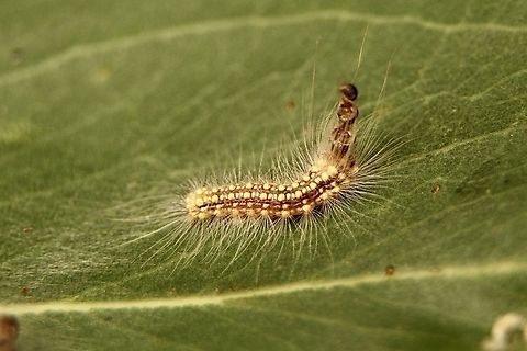 Gum-leaf skeletoniser - Uraba lugens  Australia,Eamw moth,Geotagged,Summer,Uraba ew,Uraba lugens