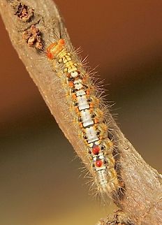 Omnivorous tussock moth - Acyphas semiochrea  Acyphas,Acyphas semiochrea,Australia,Eamw caterpillars,Eamw moth,Encounter Bay SA,Geotagged,Summer