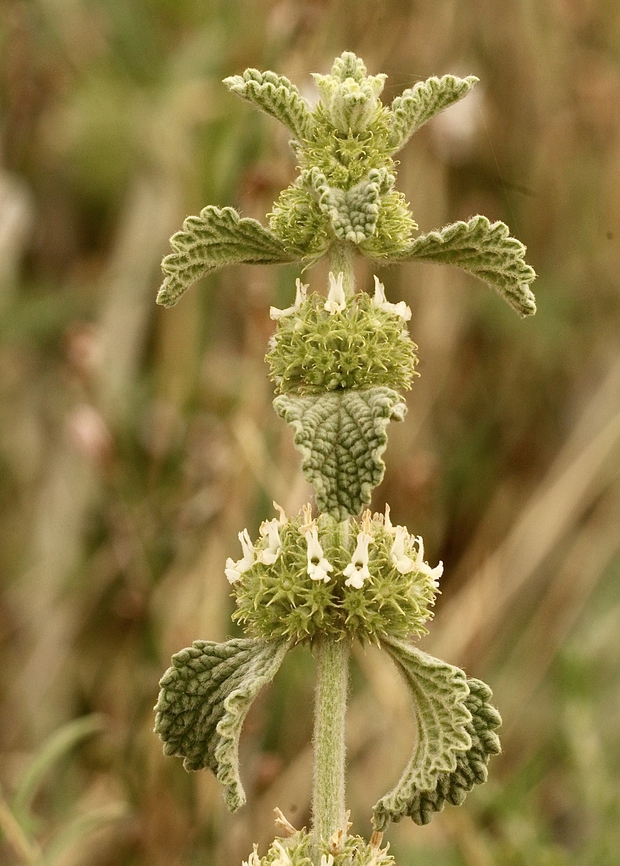 White horehound - Marrubium vulgare Introduced weed  Australia,Eamw flora,Geotagged,Marrubium vulgare,Spring,White horehound
