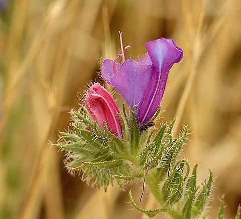 Purple Viper-s - bugloss , Echium plantagineum Invasive weed to Australia. Australia,Echium plantagineum,Geotagged,Purple Viper's-bugloss,Spring,eamw flora