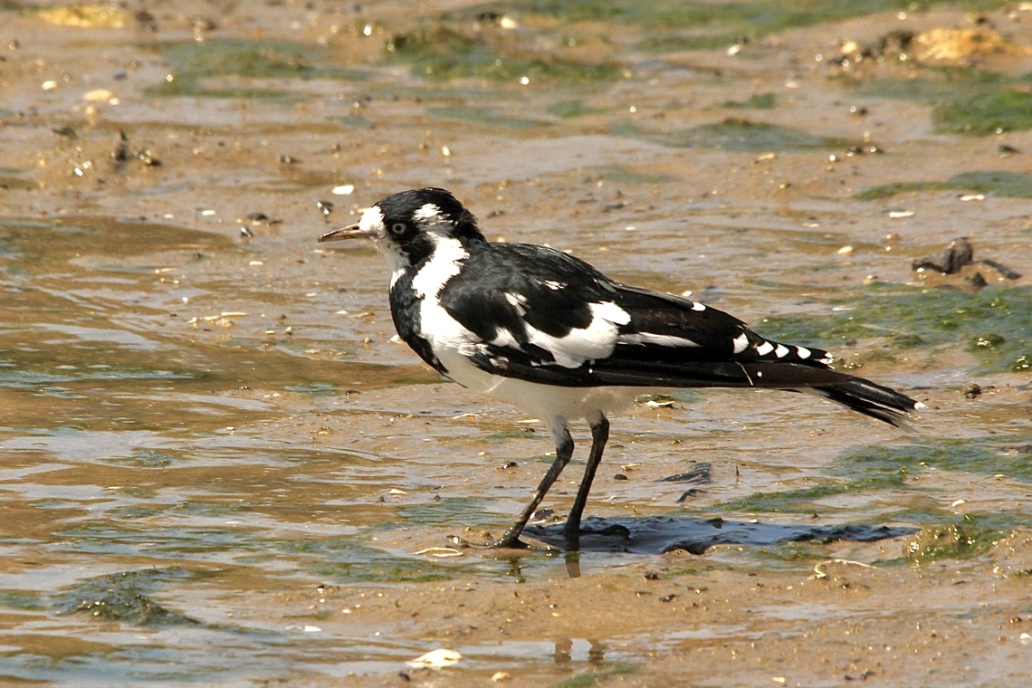 Magpie-lark - Grallina cyanoleuca Searching for aquatic invertebrates along river mud flats. This is the female of the species, identifiable on the brocken up white patch across the wing.<br />
<br />
 Australia,Geotagged,Grallina cyanoleuca,Magpie-lark,Summer,eamw birds