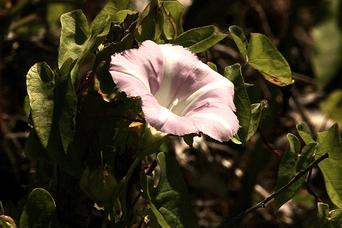 False bindweed - Calystegia macrostegia Growing in reeds along a brackish water. Australia,Calystegia macrostegia,Caystegia macrostegia,Geotagged,Summer,eamw flora