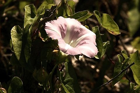 False bindweed - Calystegia macrostegia Growing in reeds along a brackish water. Australia,Calystegia macrostegia,Caystegia macrostegia,Geotagged,Summer,eamw flora