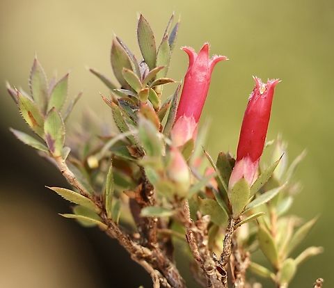 Cranberry heath, Australia  Astroloma humifusum,Australia,Cranberry heath,Geotagged,Summer,eamw flora