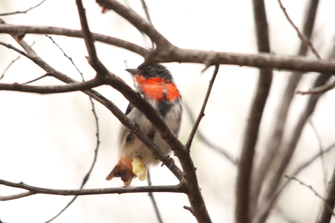 Mistletoe bird- Dicaeum hirundinaceum Sorry for poor quality image but lighting conditions were very poor .<br />
Male mistletoe bird passing undigested mistletoe seed  ,ready to stick it to a branch of the mistletoe host tree (unidentified Acacia tree) The shape of the seeds are visible in the membrane encased faecal sack. Australia,Dicaeum hirundinaceum,Geotagged,Mistletoebird,Summer,eamw birds