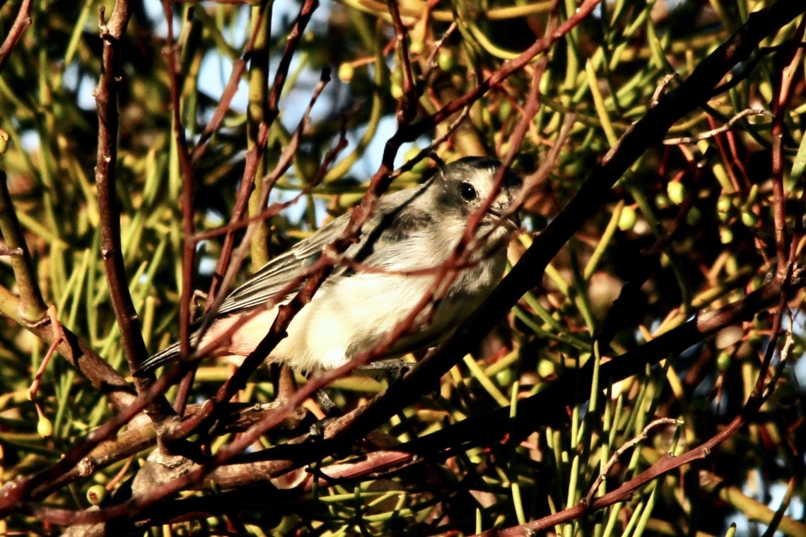 Mistletoe bird- Dicaeum hirundinaceum Shy female mistletoe bird  Australia,Dicaeum hirundinaceum,Geotagged,Mistletoebird,Summer,eamw birds
