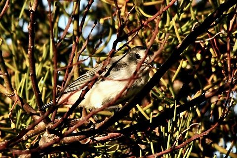 Mistletoe bird- Dicaeum hirundinaceum Shy female mistletoe bird  Australia,Dicaeum hirundinaceum,Geotagged,Mistletoebird,Summer,eamw birds