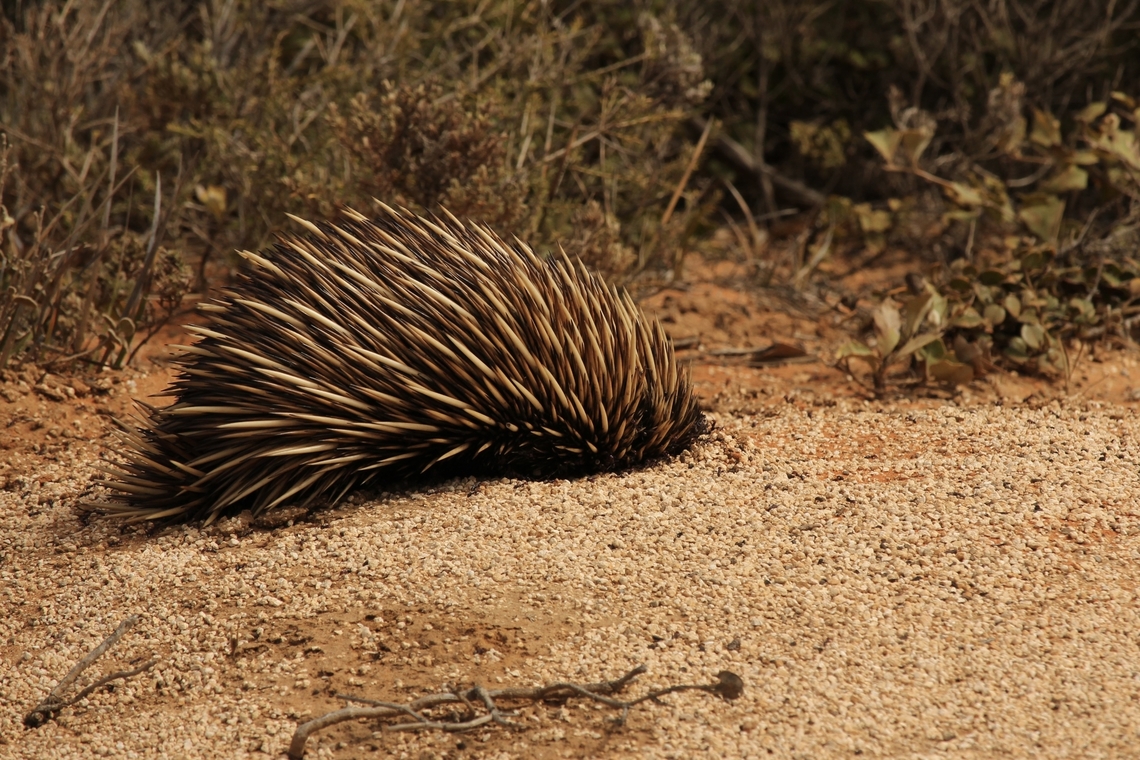 Short -beaked echidna - Tachyglossus aculeatus This echidna was sitting right on top of an ant nest. It pushed its elongated snout into an ant borrow and then pushing through the soil like a plough to expose the ants. Australia,Eamw monotremes,Geotagged,Short-beaked echidna,Summer,Tachyglossus aculeatus