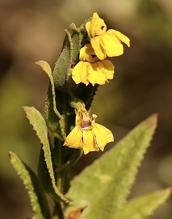 Clasping Goodenia - Goodenia amplexans  Australia,Clasping goodenia,Geotagged,Goodenia amplexans,Summer,eamw flora