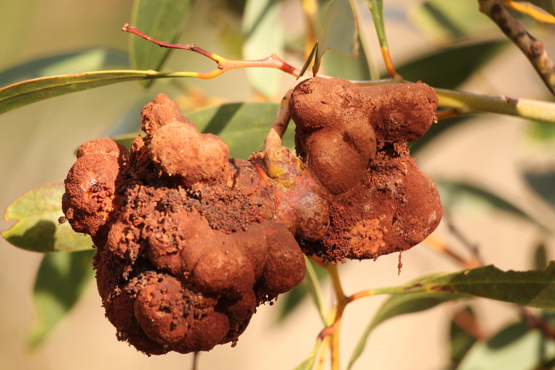 Wattle Gall Rusts Genus Uromycladium It is a massive gall with a weight of around 100 gram Australia,Eamw galls,Geotagged,Summer