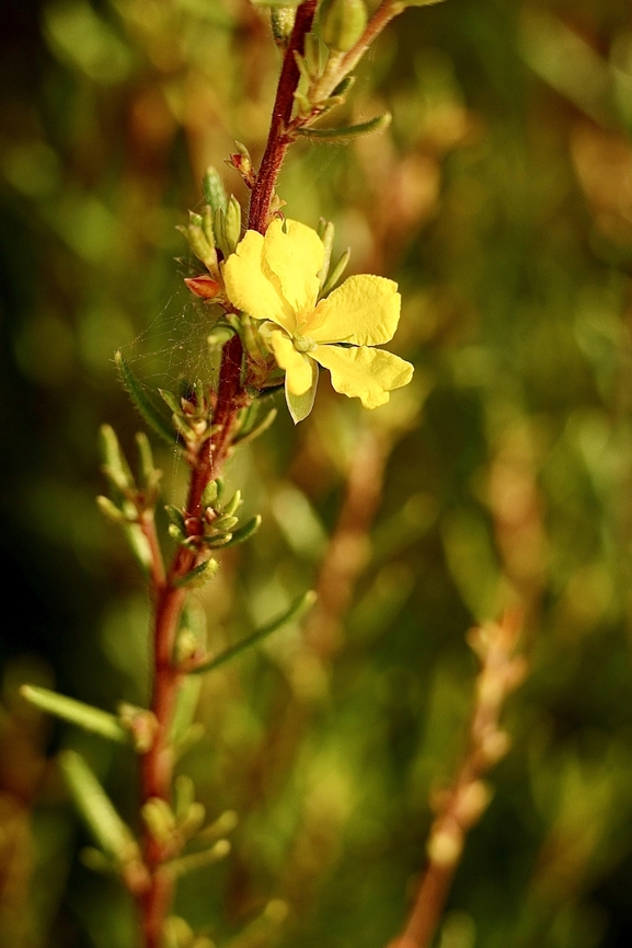 Erect Guinea flower - Hibbertia riparia  Australia,Erect guinea flower,Geotagged,Hibbertia riparia,Summer,eamw flora