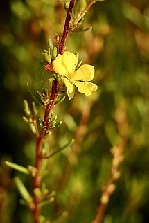 Erect Guinea flower - Hibbertia riparia  Australia,Erect guinea flower,Geotagged,Hibbertia riparia,Summer,eamw flora