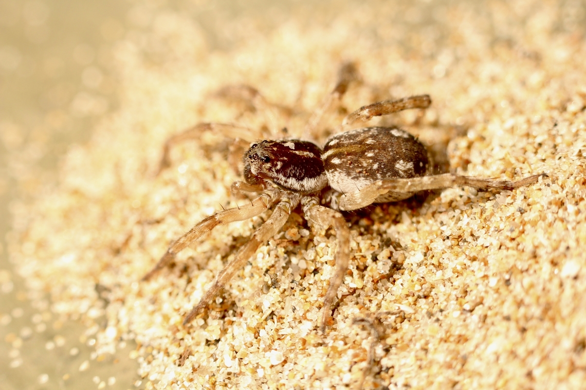 Genus - Tetralycosa Observed in coastal sand dunes ,being hunted by zebra spider .  Australia,Eamw spiders,Geotagged,Summer