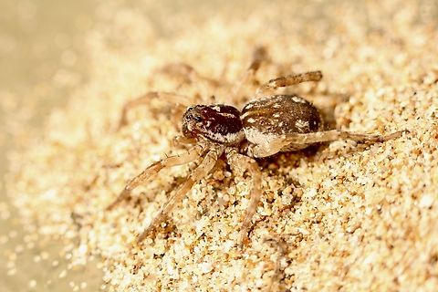 Genus - Tetralycosa Observed in coastal sand dunes ,being hunted by zebra spider .  Australia,Eamw spiders,Geotagged,Summer