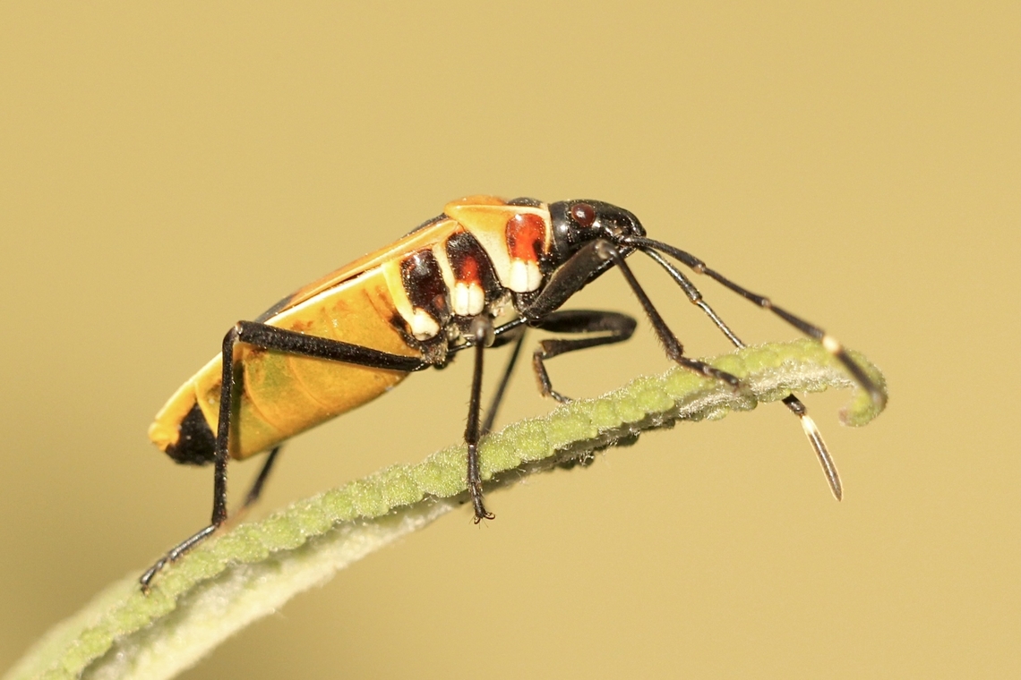 Harlequin Bug - Dindymus versicolor  Australia,Dindymus versicolor,Eamw cotton stained bugs,Geotagged,Harlequin Bug,Summer