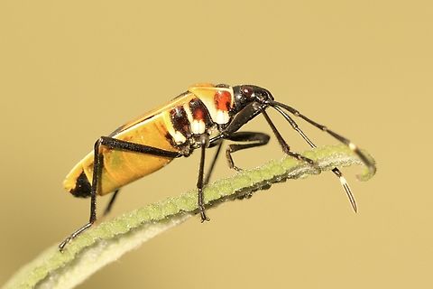 Harlequin Bug - Dindymus versicolor  Australia,Dindymus versicolor,Eamw cotton stained bugs,Geotagged,Harlequin Bug,Summer