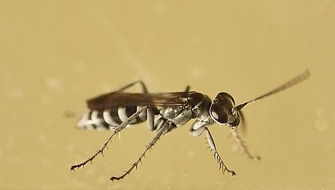 Zebra Spider Wasp - Turneromyia sp. Only 8 mm long ,observed hunting for spiders in coastal sand dunes.  Australia,Eamw wasps,Geotagged,Summer