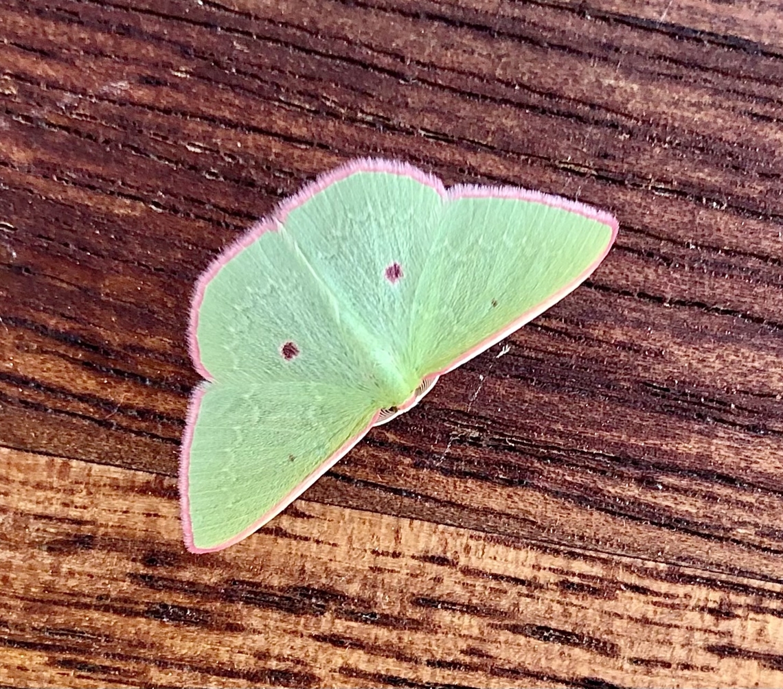 Chlorocoma cadmaria  Australia ew,Chlorocoma cadmaria,Chlorocoma ew,Eamw emerald moth,Eamw moth,March 2022,SA AUST,Victor Harbor SA,adult moth