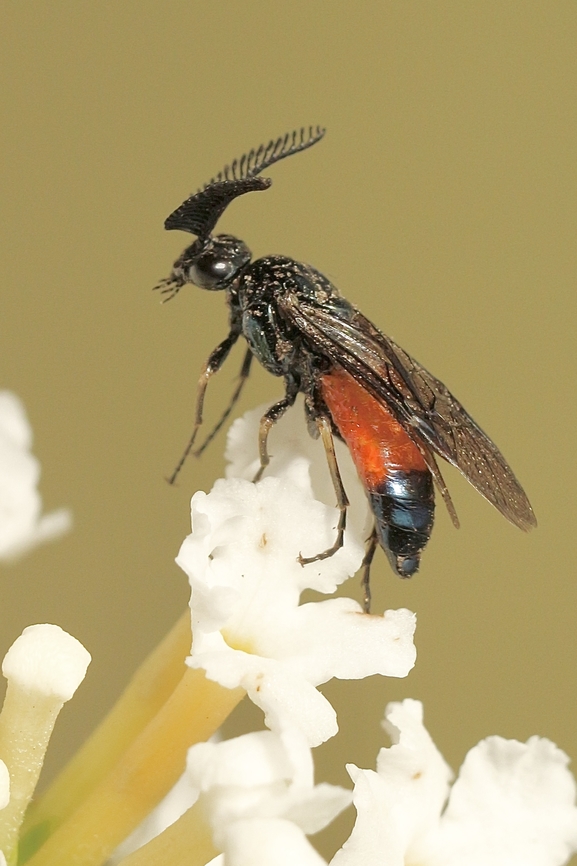 Lophyrotoma analis Possibly a sawfly. This specimen was only about 8 mm long. Australia,Eamw sawflies,Fall,Geotagged,Lophyrotoma analis