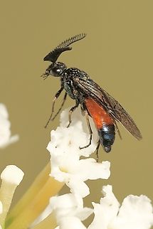 Lophyrotoma analis Possibly a sawfly. This specimen was only about 8 mm long. Australia,Eamw sawflies,Fall,Geotagged,Lophyrotoma analis