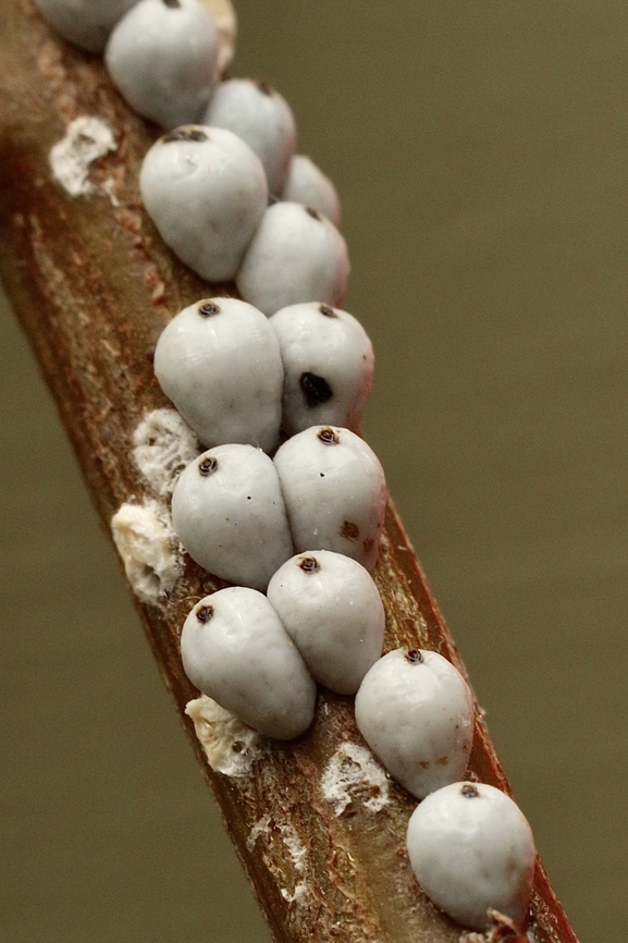 Wattle Tick Scale - Cryptes baccatus  Australia,Cryptes baccatus,Eamw scale insects,Fall,Geotagged,Wattle Tick Scale
