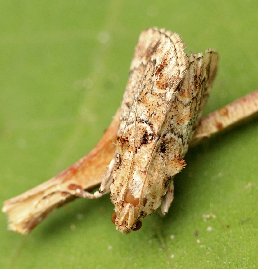 Genus - Hypatima  Australia,Eamw moth,Fall,Geotagged,Hypatima