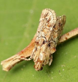 Genus - Hypatima  Australia,Eamw moth,Fall,Geotagged,Hypatima