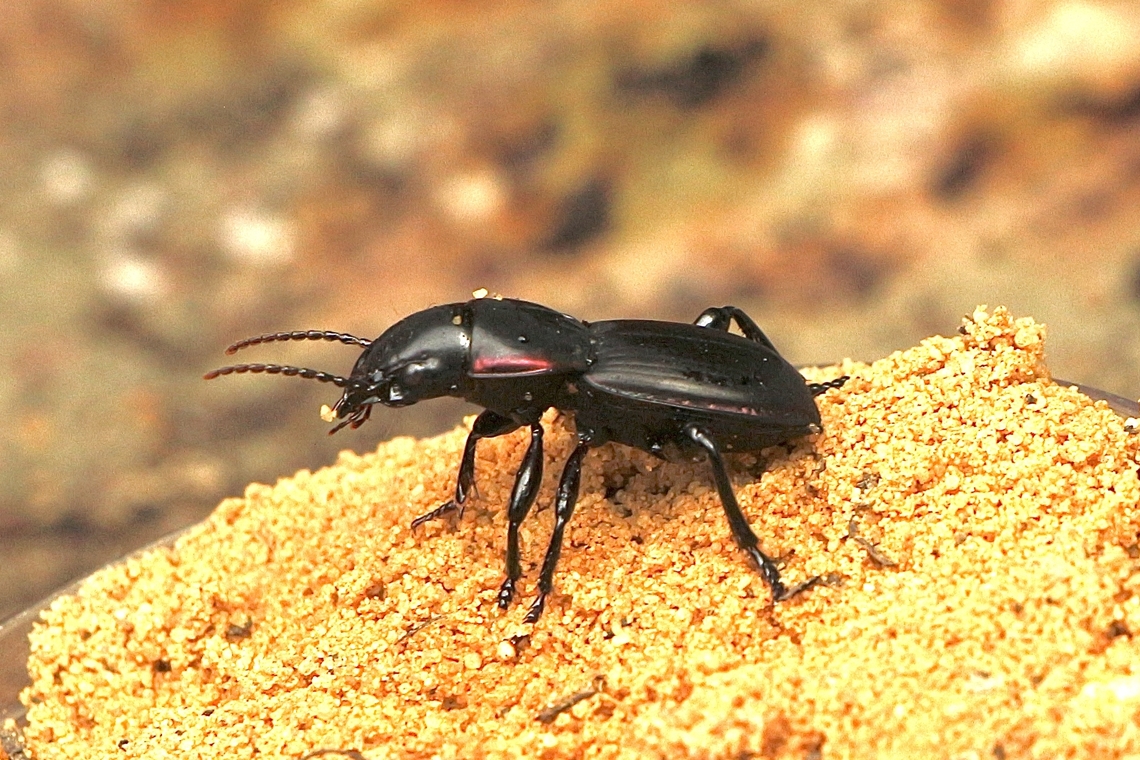 Ground beetle - Carabidae  Australia,Eamw beetles,Fall,Geotagged