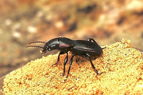 Ground beetle - Carabidae  Australia,Eamw beetles,Fall,Geotagged