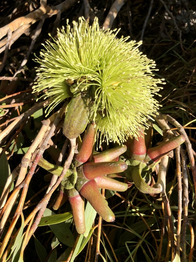 Bushy yate - Eucalyptus lehmannii Flower and unopened flower bud(s)<br />
Not native to Encounter Bay SA .Mostlikely a ornamental roadside planting.  Australia,Bushy yate,Eamw eucalyptus,Eamw flora,Eucalyptus lehmannii,Geotagged