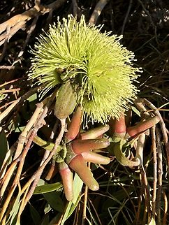 Bushy yate - Eucalyptus lehmannii Flower and unopened flower bud(s)
Not native to Encounter Bay SA .Mostlikely a ornamental roadside planting.  Australia,Bushy yate,Eamw eucalyptus,Eamw flora,Eucalyptus lehmannii,Geotagged