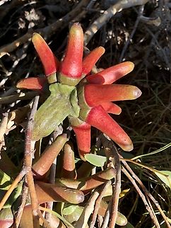Bushy yate - Eucalyptus lehmannii Ready to burst open and let the flowers unfold. Australia,Bushy yate,Eamw flora,Eucalyptus lehmannii,Geotagged