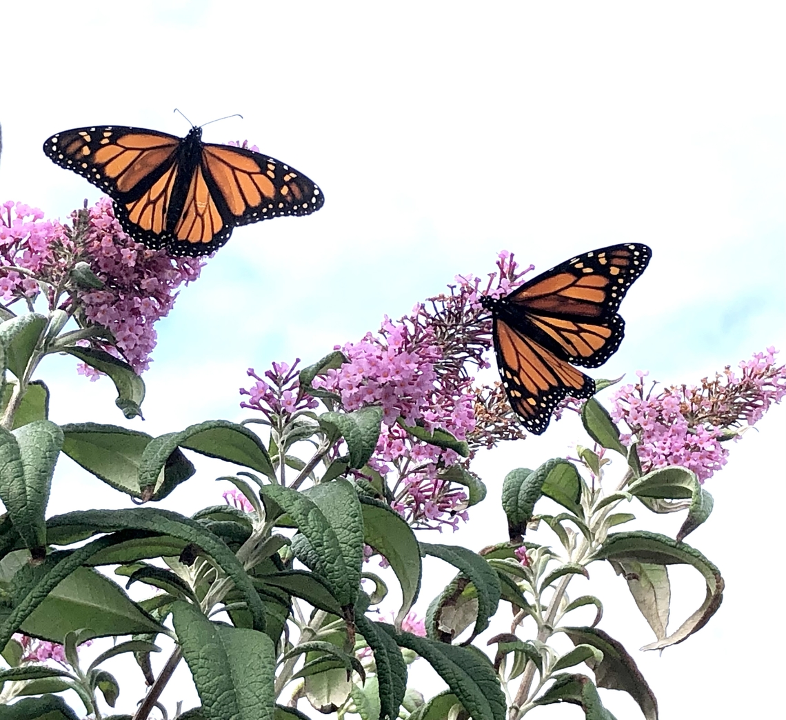 Monarch butterfly - Danaus plexippus Feeding on buddleia flowers. Australia,Danaus plexippus,Eamw butterflies,Geotagged,Monarch butterfly