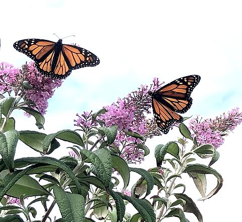 Monarch butterfly - Danaus plexippus Feeding on buddleia flowers. Australia,Danaus plexippus,Eamw butterflies,Geotagged,Monarch butterfly