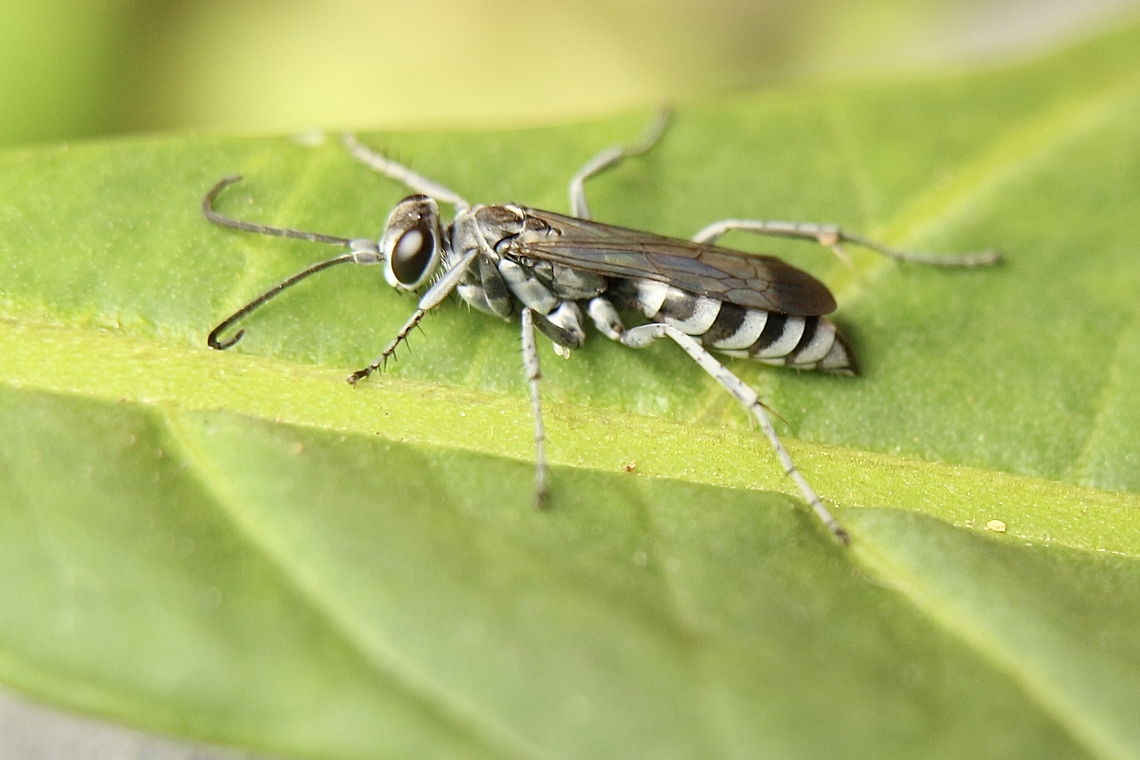 Zebra spider wasp- Turneromyia sp.  Australia,Eamw wasps,Fall,Geotagged
