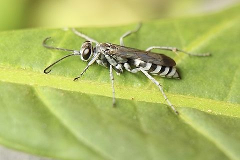 Zebra spider wasp- Turneromyia sp.  Australia,Eamw wasps,Fall,Geotagged