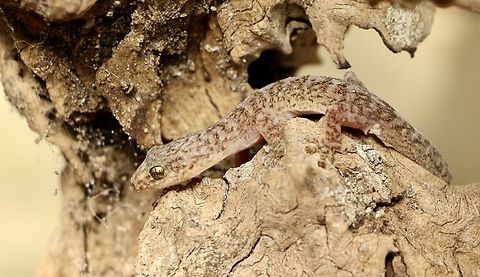 Marbled gecko - Cristinus marmoratus Found in dwelling  Australia,Christinus marmoratus,Eamw reptiles,Fall,Geotagged