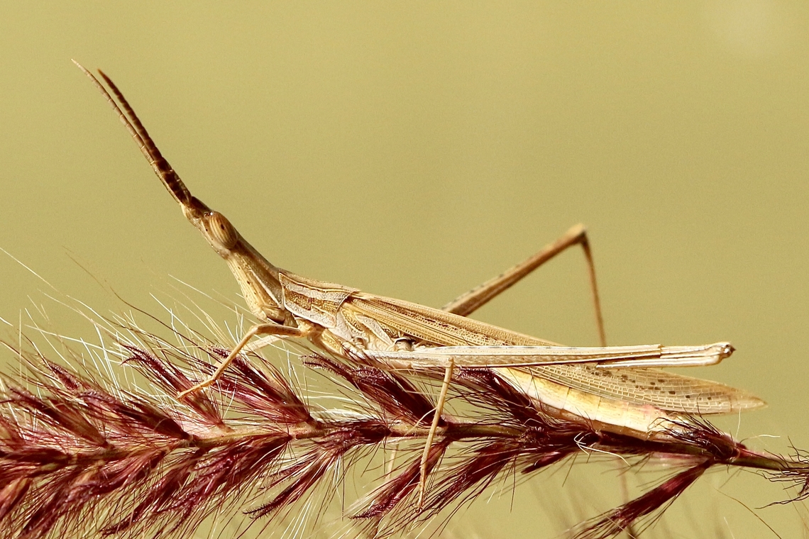Giant green slandface - Acrida conica Individuals can also be green. Acrida conica,Australia,Eamw grasshoppers,Fall,Geotagged,Giant green slantface
