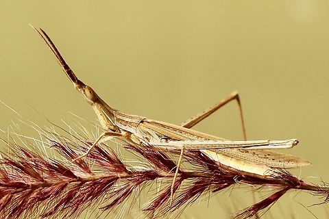 Giant green slandface - Acrida conica Individuals can also be green. Acrida conica,Australia,Eamw grasshoppers,Fall,Geotagged,Giant green slantface