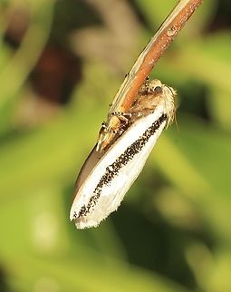 Oenosandra boisduvalii The female of the species Australia,Eamw moth,Fall,Geotagged,Oenosandra,Oenosandra boisduvalii