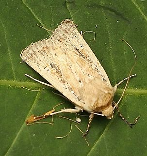 Genus - Proteuxoa  Australia,Eamw moth,Fall,Geotagged,Proteuxoa ew